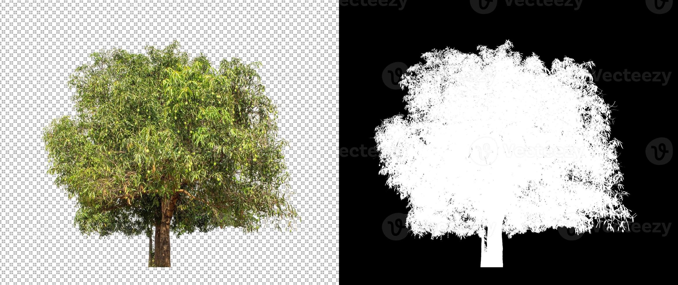 árvore em fundo de imagem transparente com traçado de recorte, única árvore com traçado de recorte e canal alfa foto
