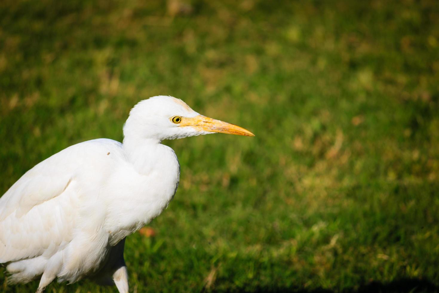 pássaro branco na grama verde foto