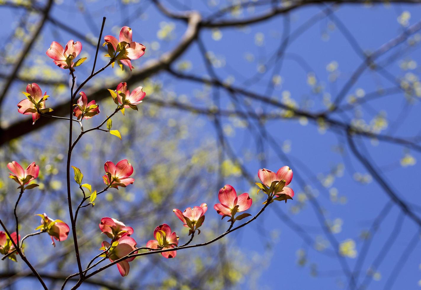 flores de dogwood rosa foto