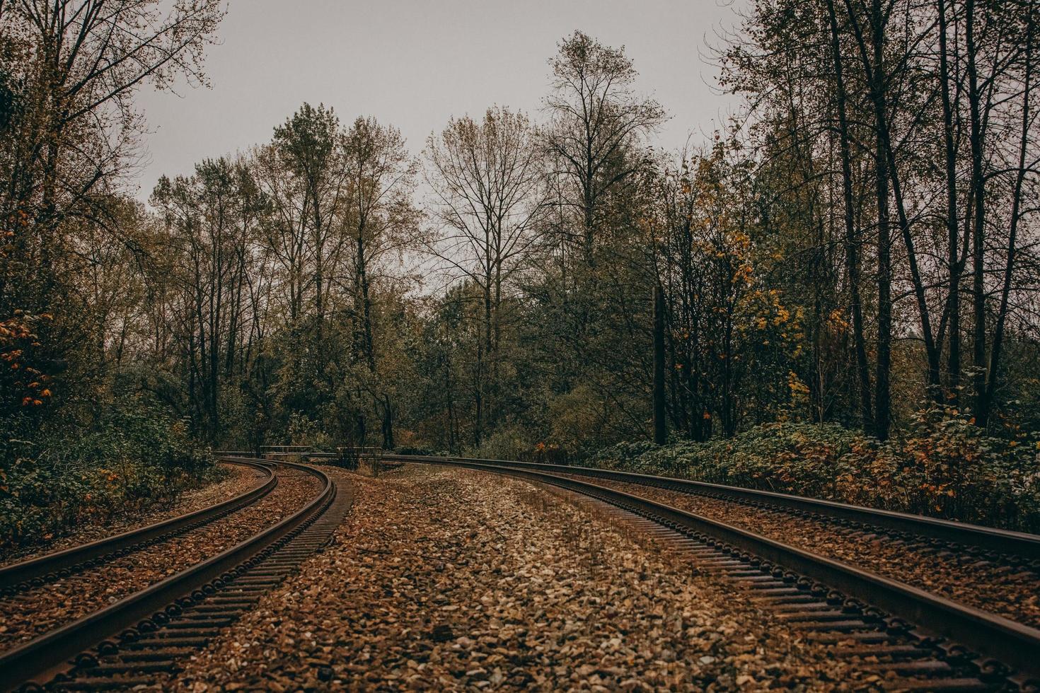 folhas de outono marrons na ferrovia durante o dia foto