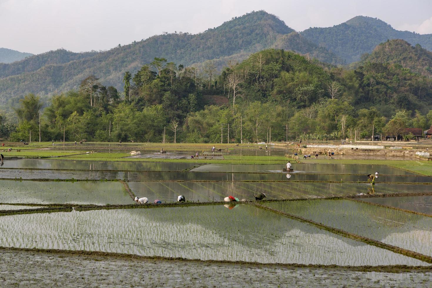 vietnã, fazendeiros de 2019 trabalhando em uma plantação de arroz foto