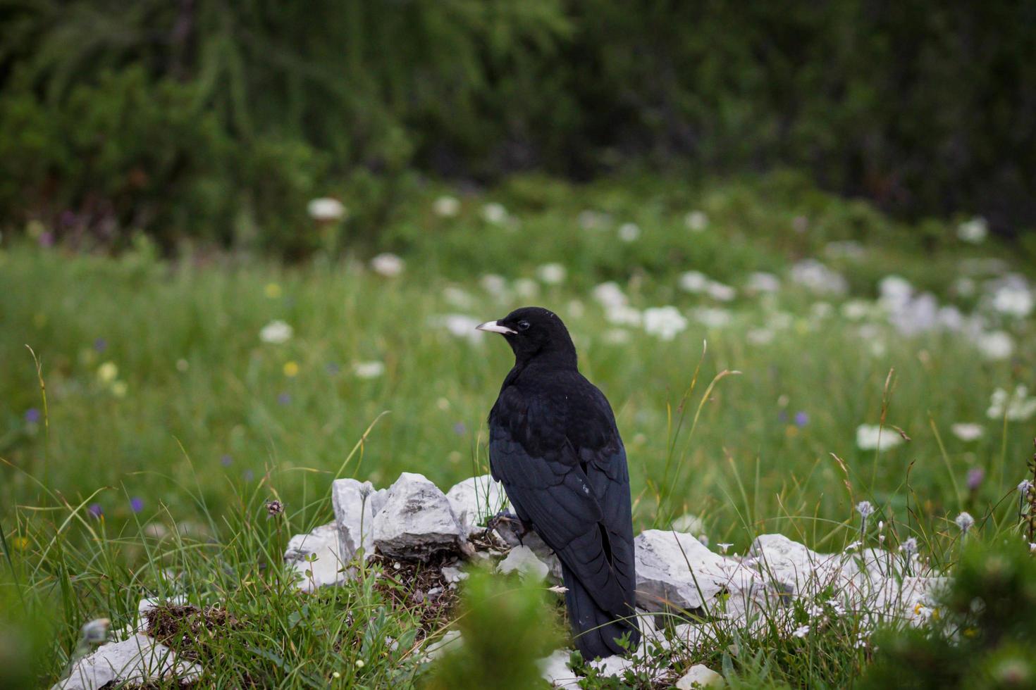 corvo nas pedras na grama foto