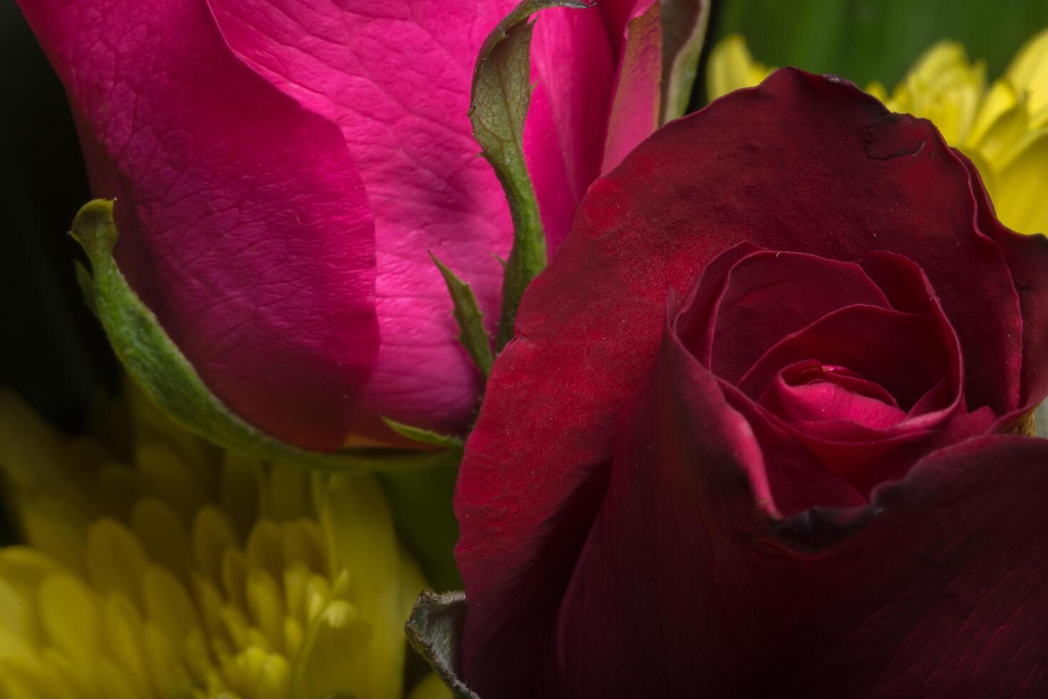 close-up de lindas rosas vermelhas foto