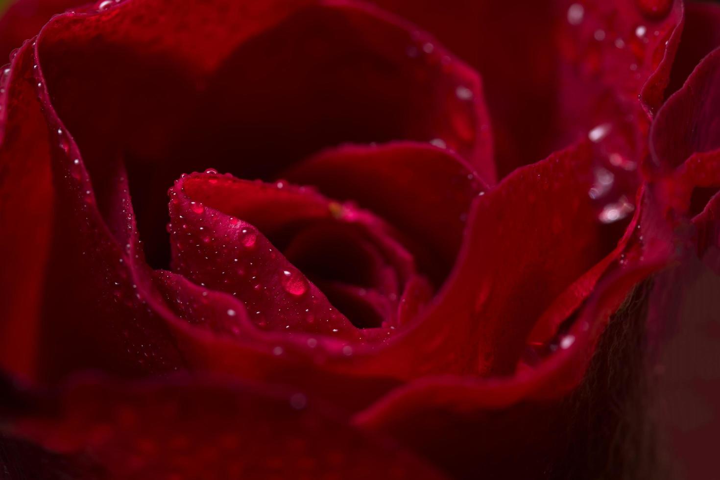 close-up de lindas rosas vermelhas foto