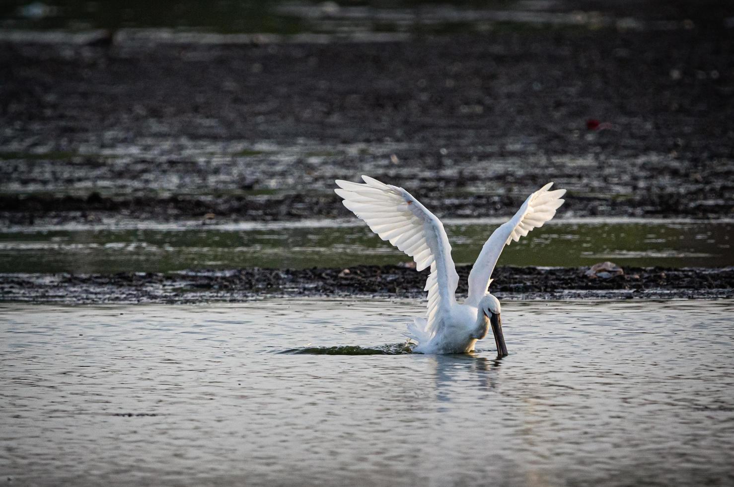 pássaro branco mergulhando para pegar um peixe foto