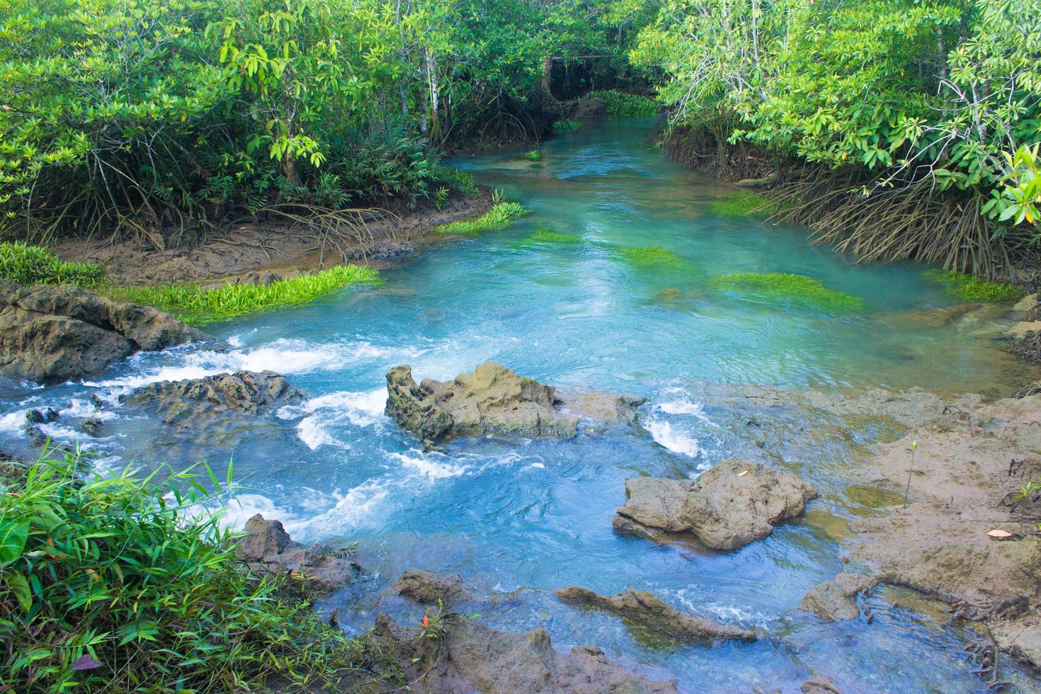 floresta de mangue e um rio foto