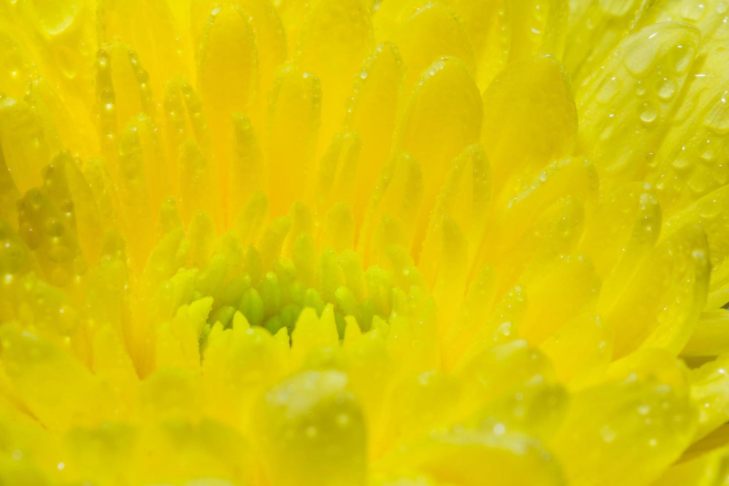 flor de crisântemos amarelos foto