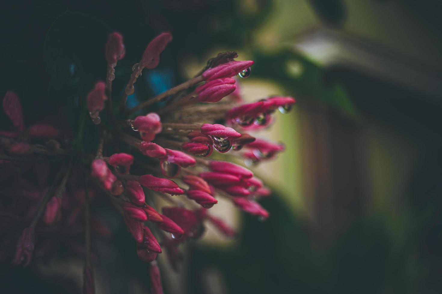 gotas de chuva em flores rosa foto