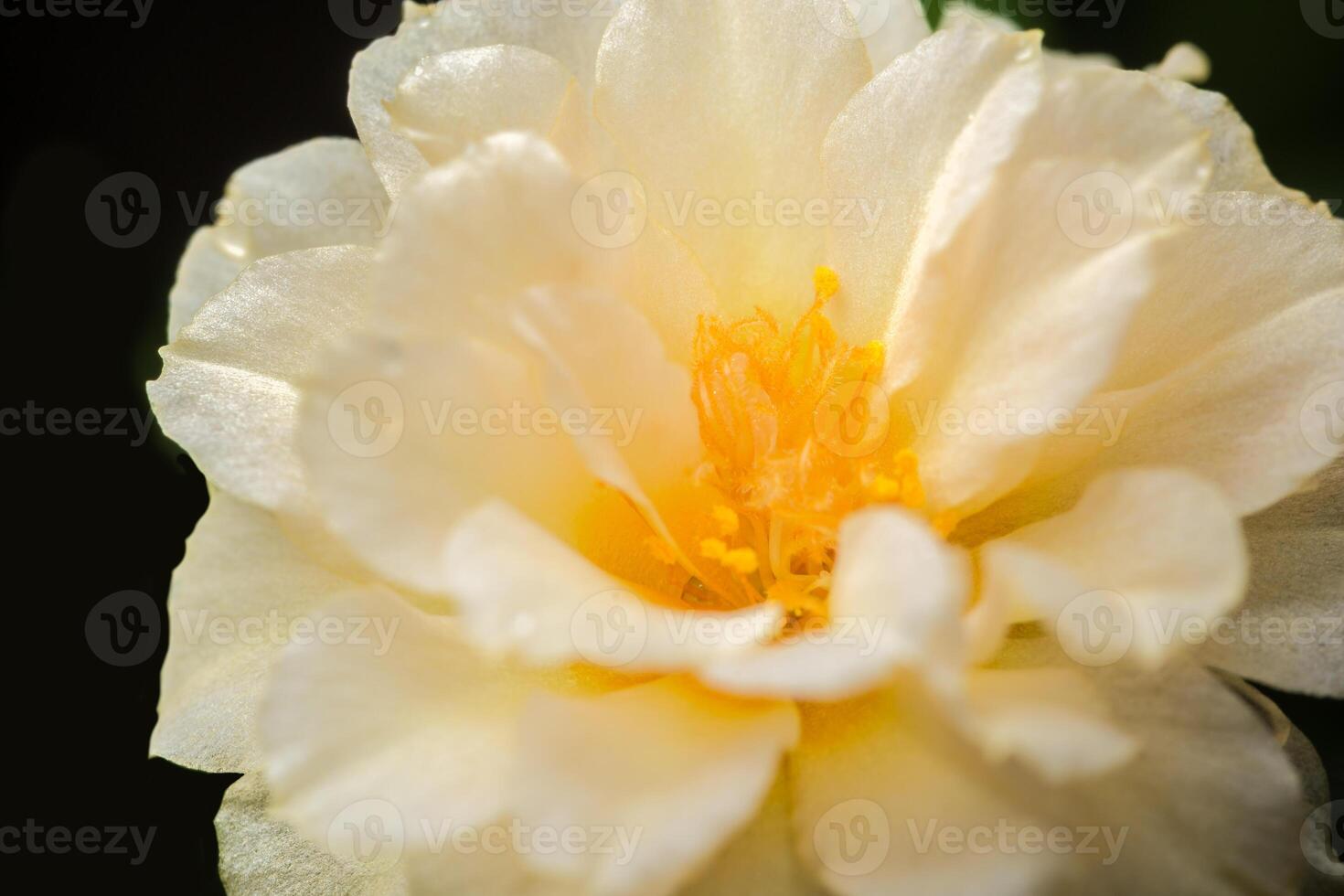 macro flor de olerácea portulaca foto