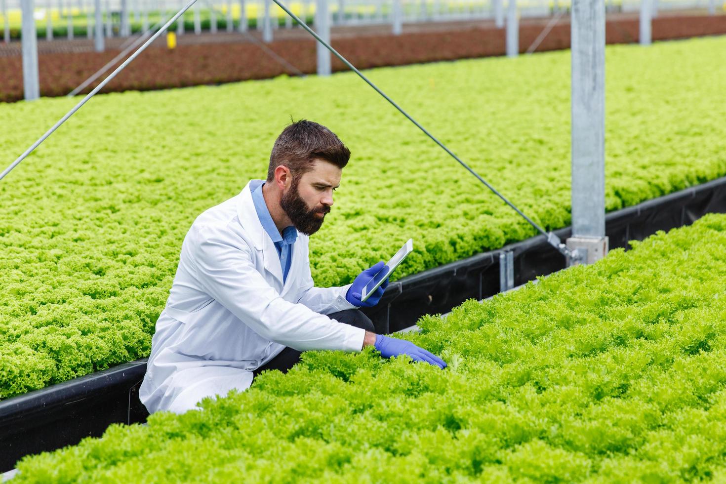 pesquisador barbudo estuda plantas com um tablet parado na estufa foto