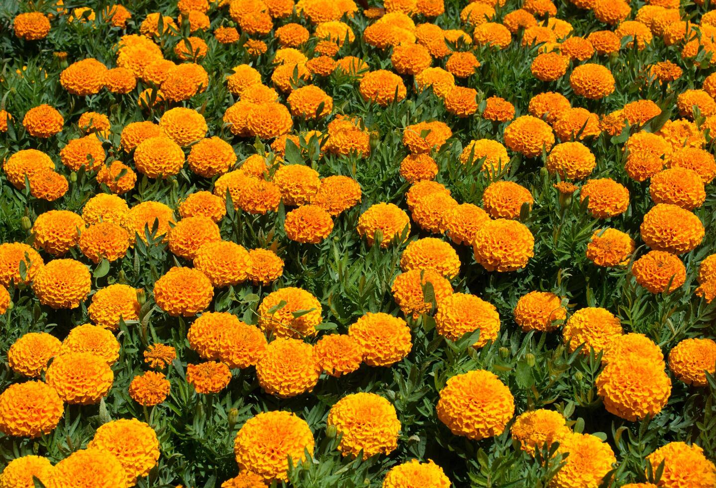 florescendo lindas flores naturais coloridas em vista 14877084 Foto de  stock no Vecteezy