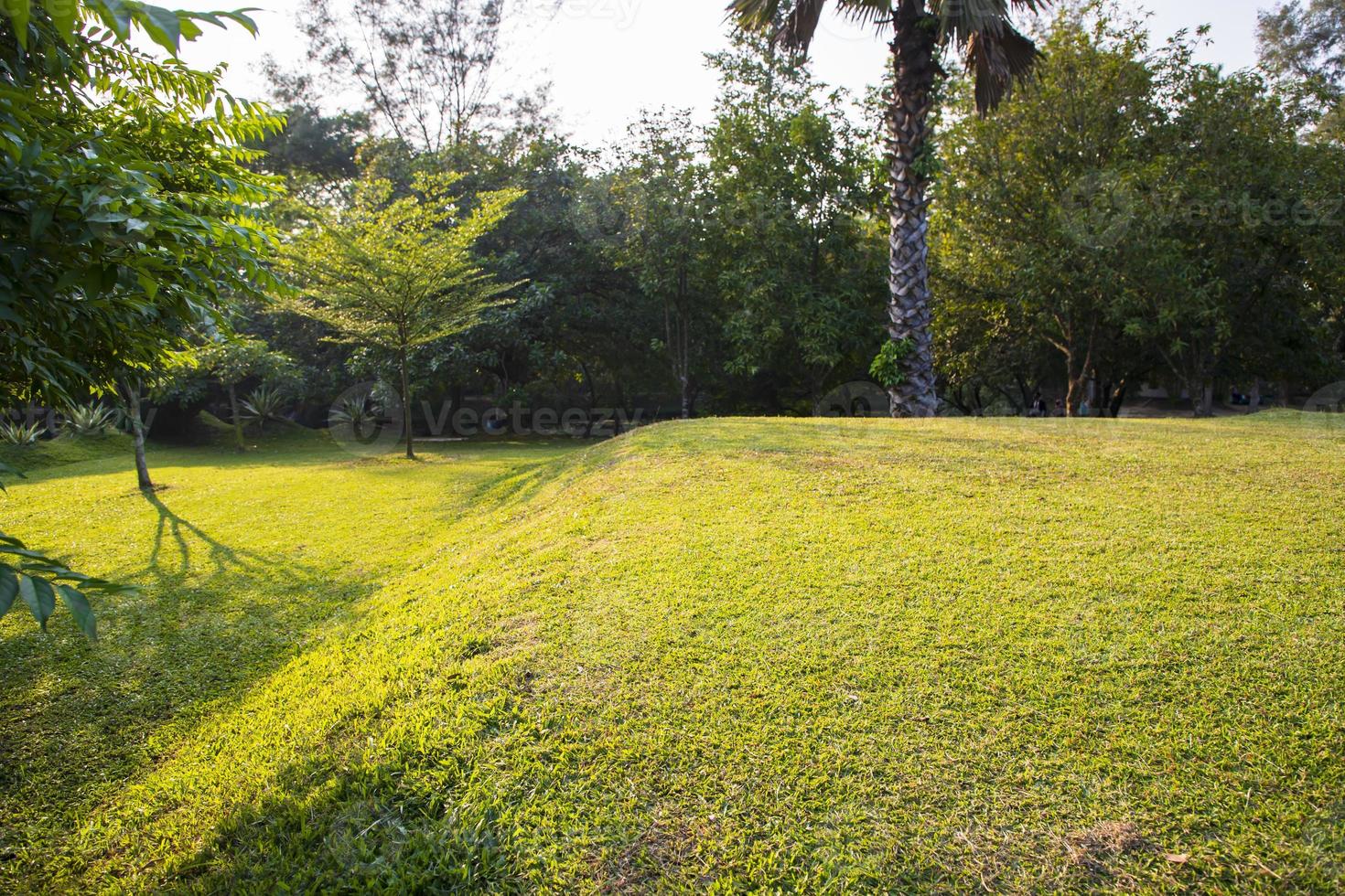 campo verde com árvores na paisagem do parque foto