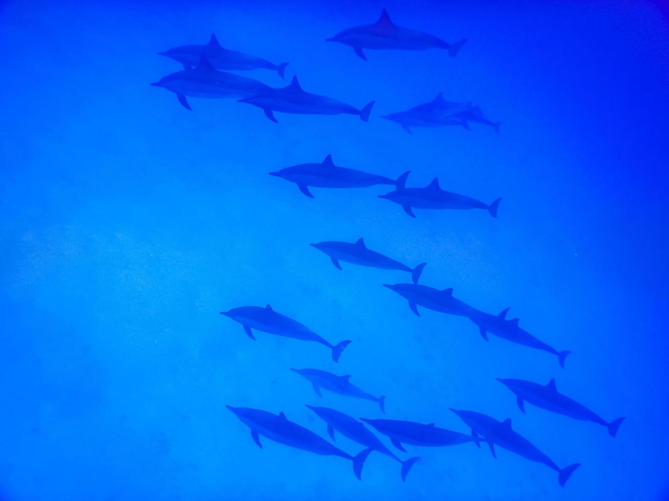 incrível encontro com golfinhos enquanto mergulha no mar foto