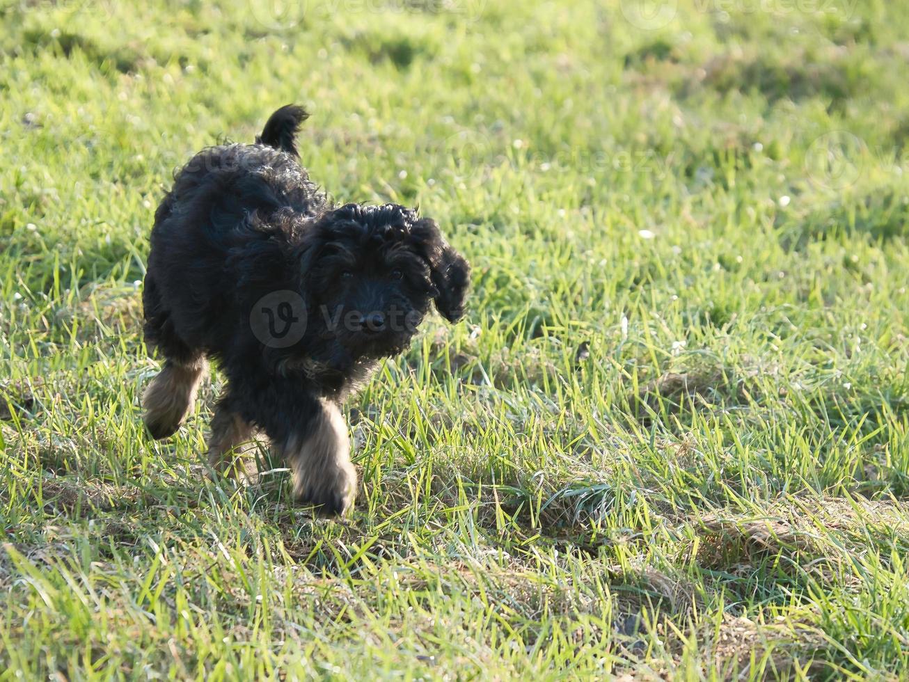 cachorrinho goldendoodle brincando em um prado. cão híbrido que não causa alergia a pelos de animais foto