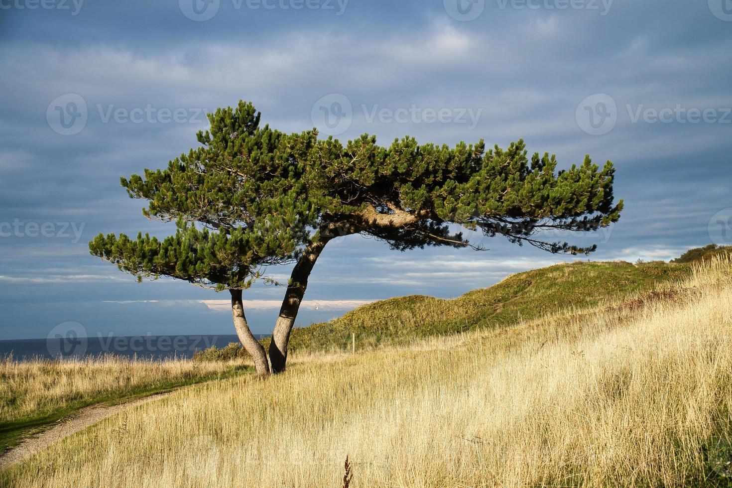 pinheiro em um prado na costa da dinamarca. forma da árvore crescida pelo vento foto