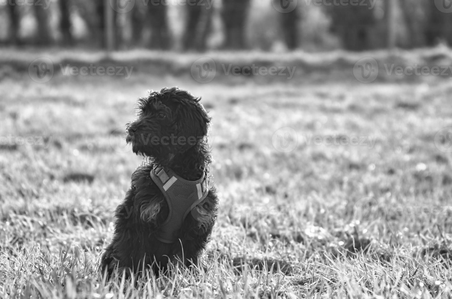 cachorrinho goldendoddle em preto branco tirado, sentado em um prado. o cão da família está esperando foto