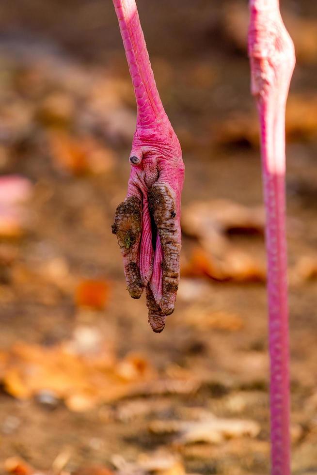 pé de flamingo rosa foto