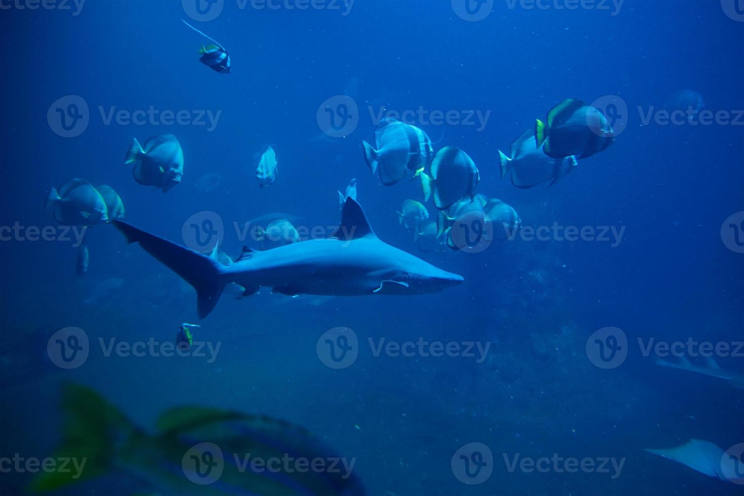 tubarão e outros peixes marinhos no aquário, vida marinha foto