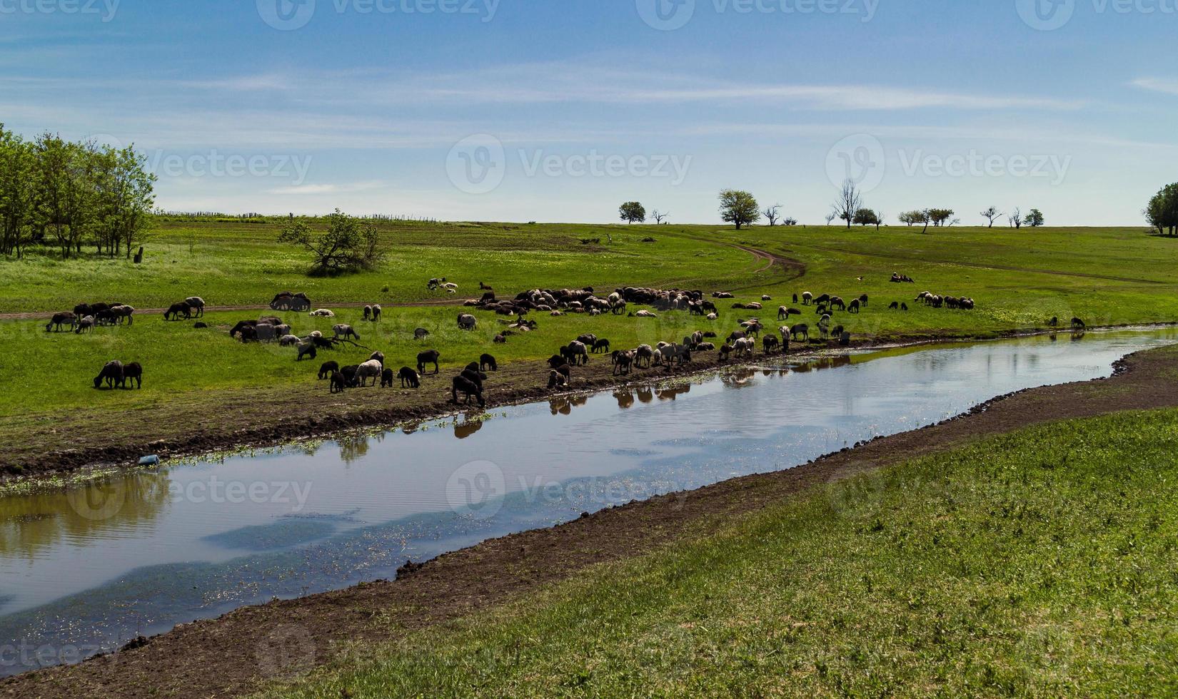 ovelhas em bebedouro paisagem photo foto