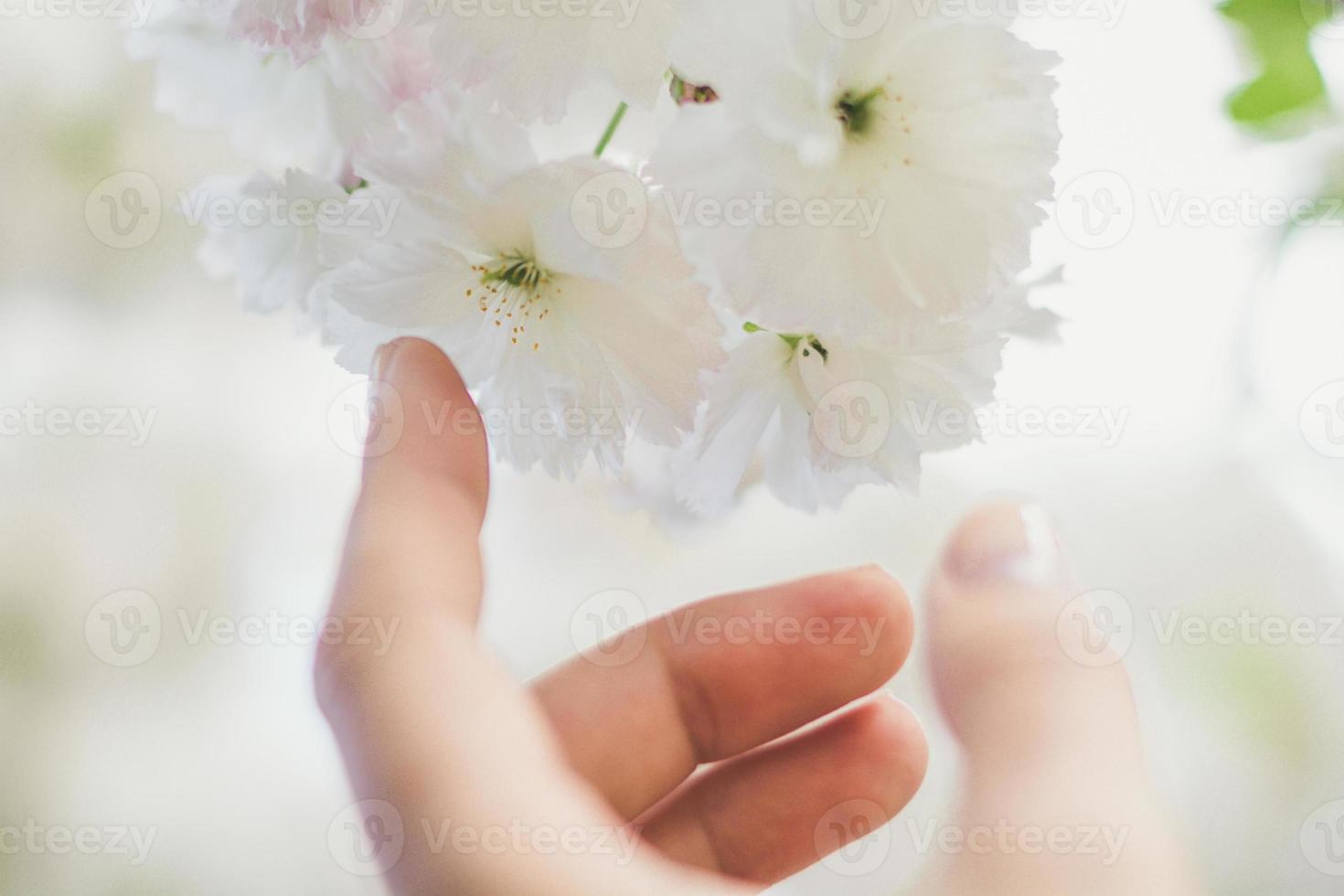 feche a foto do conceito de flor de cerejeira