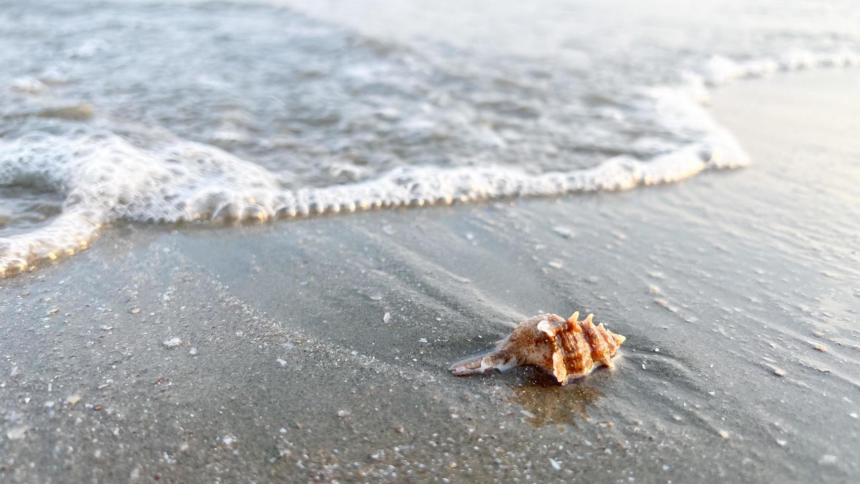 uma concha do mar na praia foto