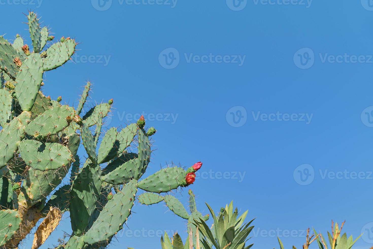 flores de cacto vermelho contra um céu azul claro. ideia para um plano de  fundo ou papel de parede para descrever suculentas, cuidar e cultivar  plantas para parques 14887300 Foto de stock