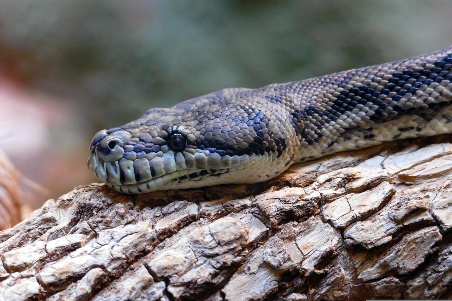 retrato de perto de cobra foto