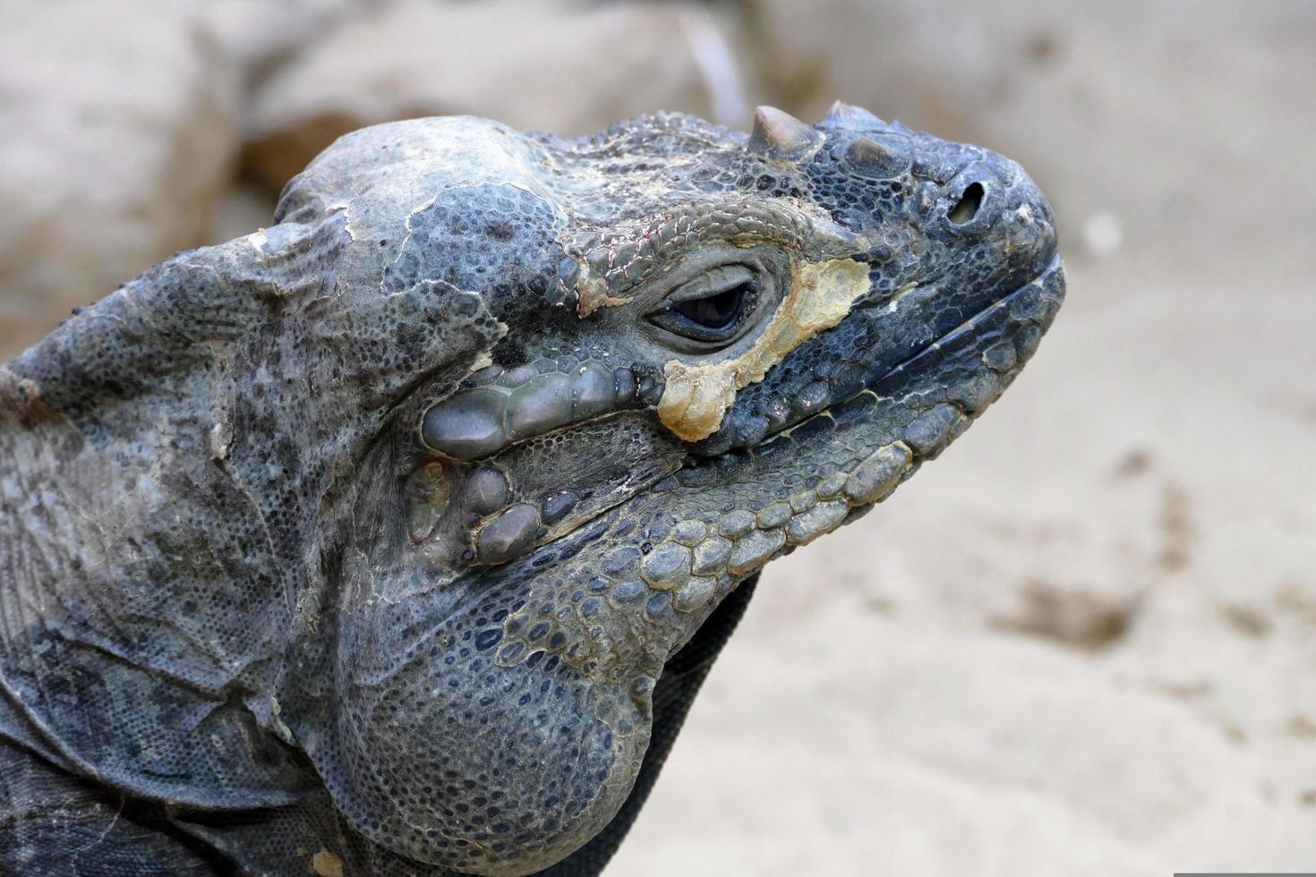 retrato de réptil iguana foto