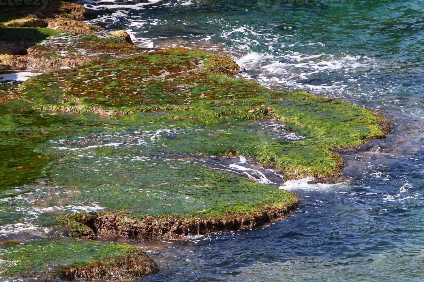 algas verdes nas rochas da costa mediterrânea. foto