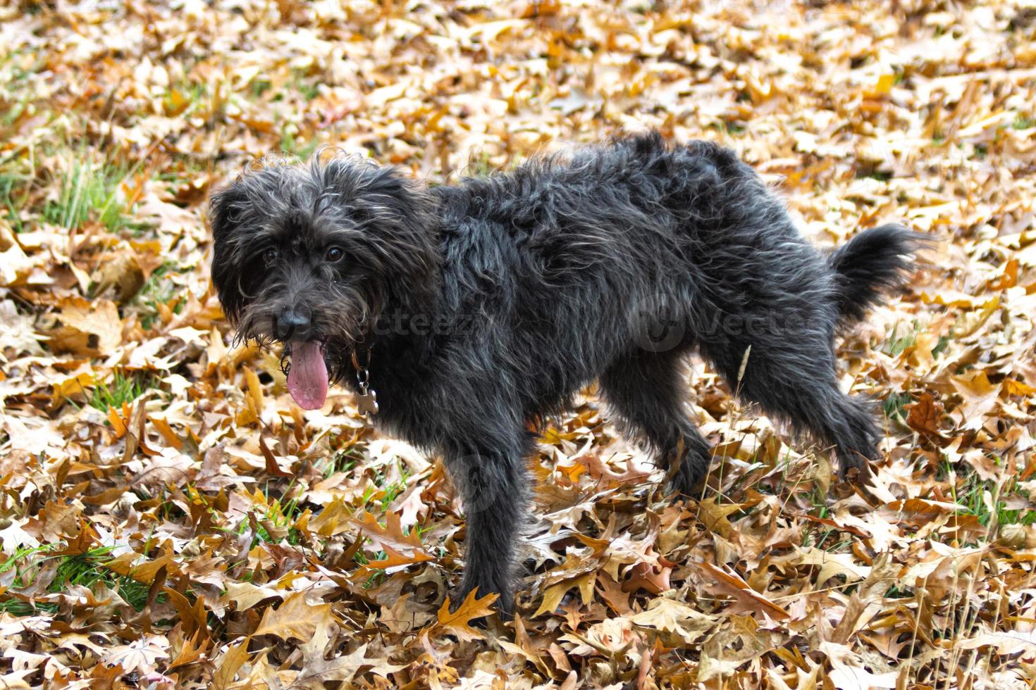 um cachorrinho de bordo brincando nas folhas de outono foto