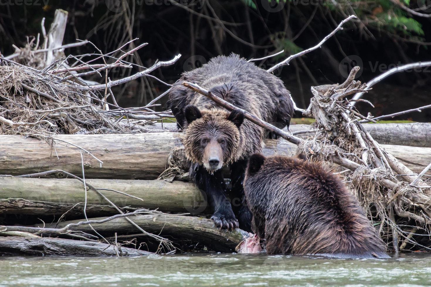 mãe e jovem urso pardo no rio em bella coola foto