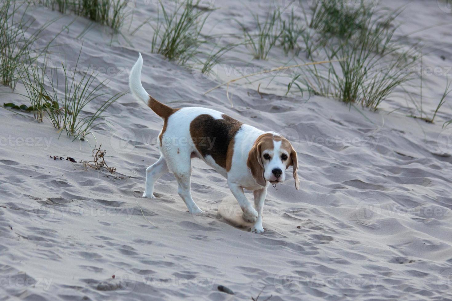 um cachorro beagle brincando na praia foto