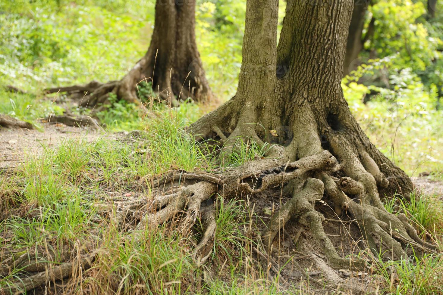 raízes poderosas de uma velha árvore na floresta verde durante o dia foto