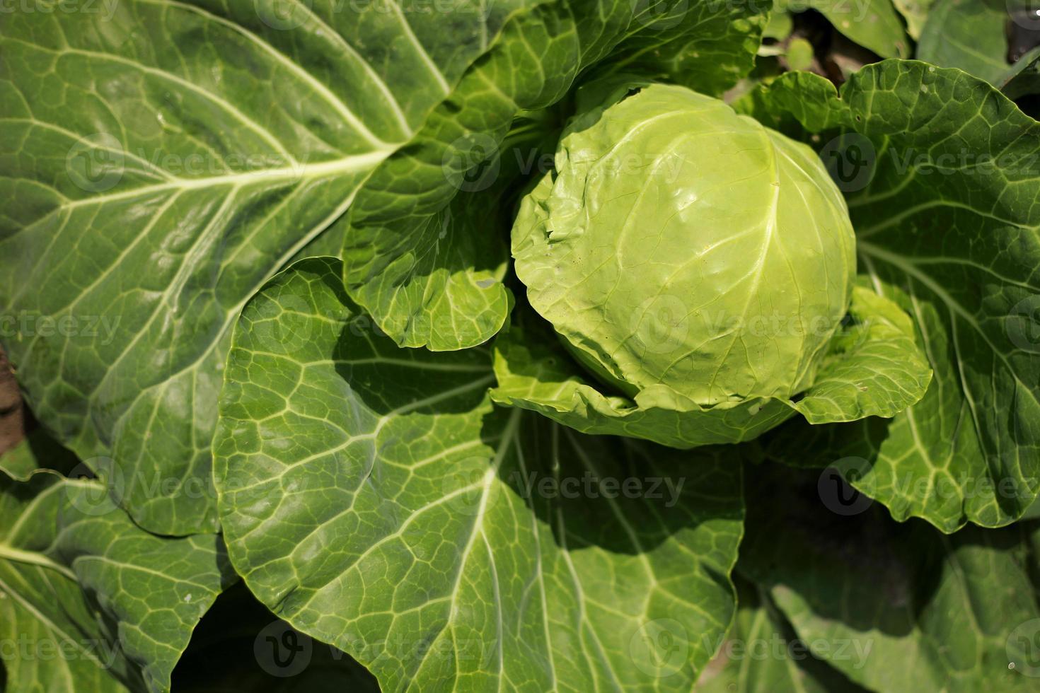 repolho crescer no jardim. agricultura. alimentos saudáveis e saudáveis para os seres humanos. o cultivo de repolho. cabeça de repolho verde em comida vegetal de fazenda orgânica em casa foto