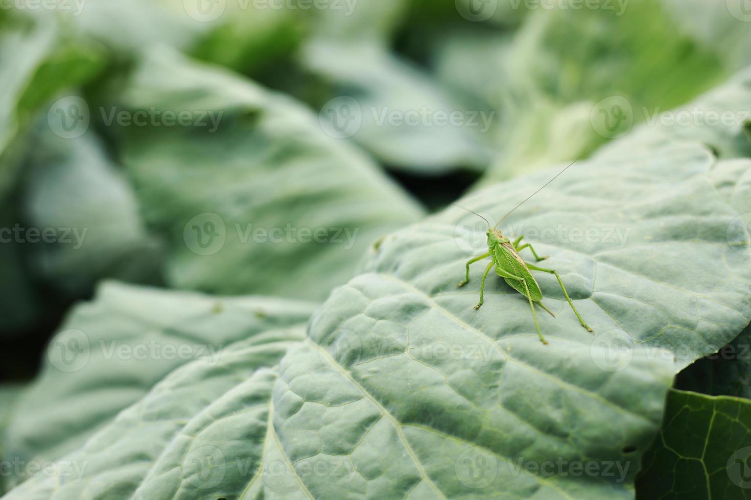 gafanhoto verde sentado em uma grande folha verde de planta no jardim. . foto de alta qualidade