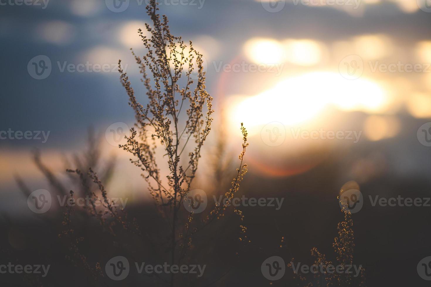 bela planta em um fundo por do sol foto