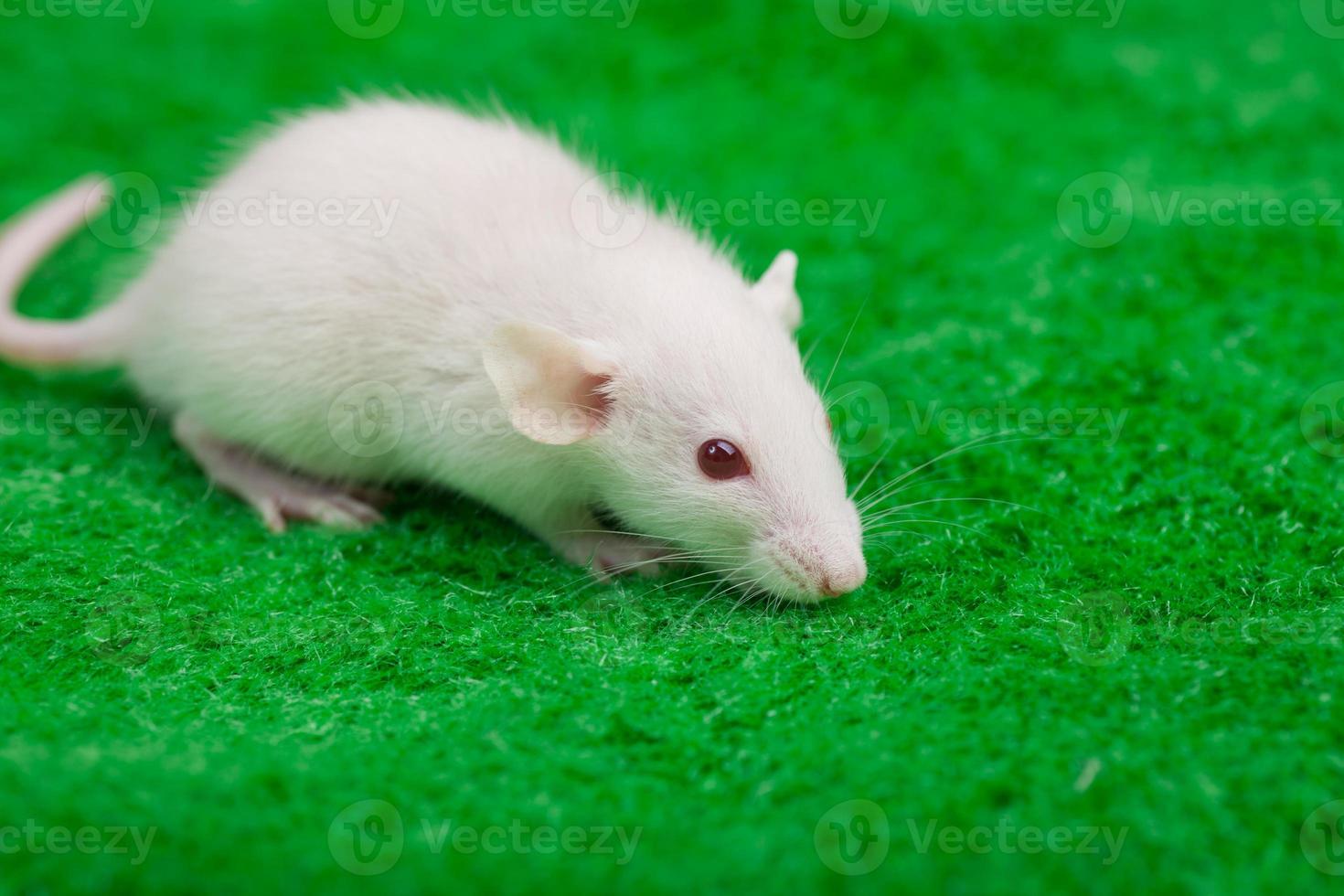 rato branco sobre um fundo de grama verde foto