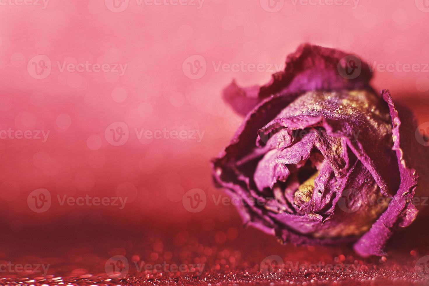 rosa seca vermelha com gotas de água sobre um fundo vermelho. cartão com flor e bokeh foto