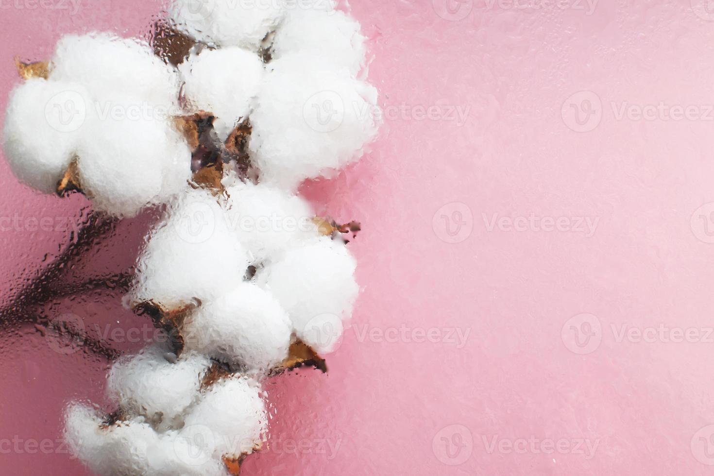 lindas flores brancas de algodão em fundo rosa com gotas de água sob a superfície do vidro. foto