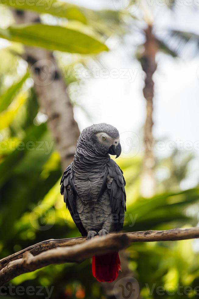 papagaio cinza na floresta foto