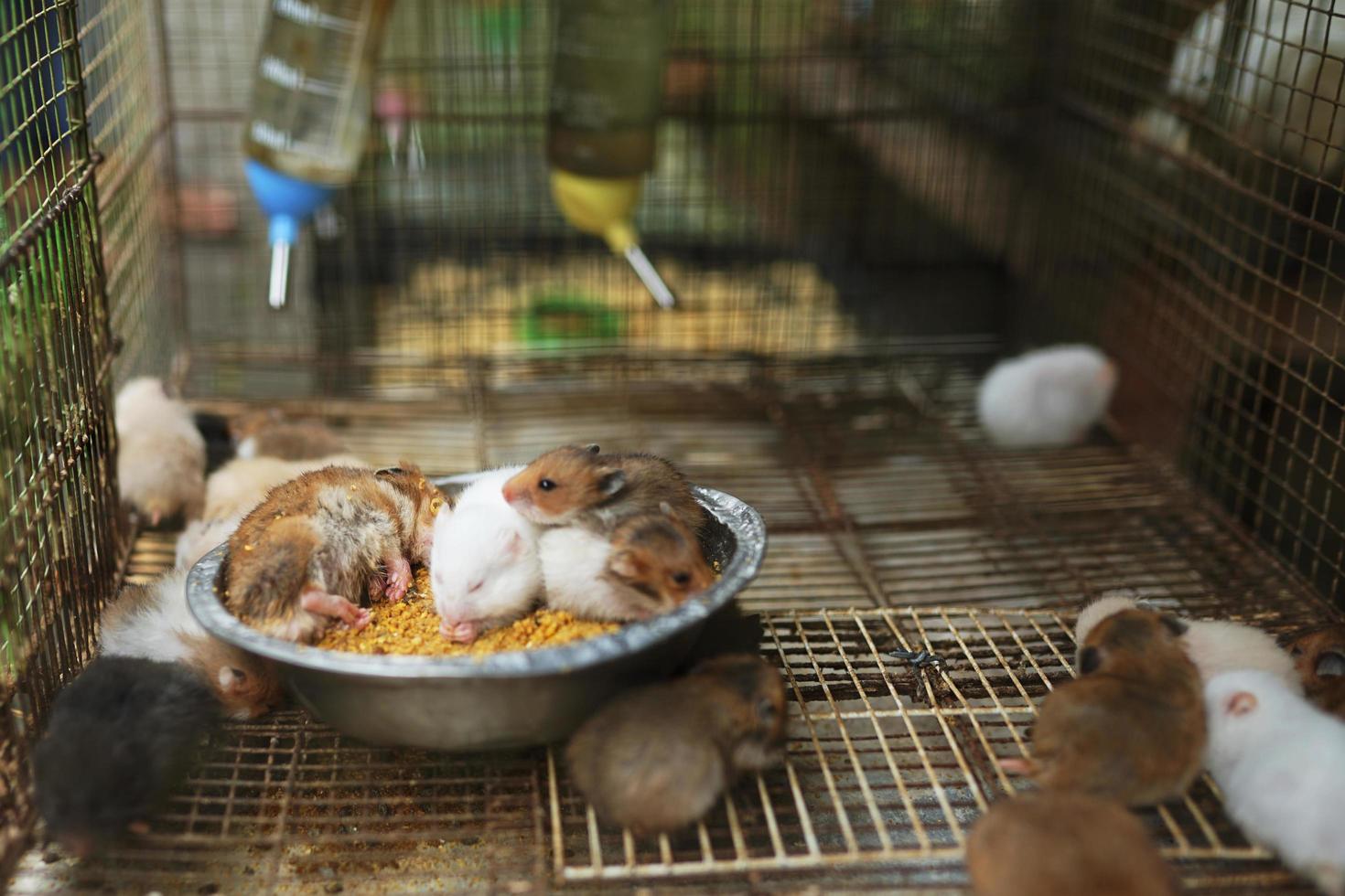 animais adoráveis, uma família de hamsters fofos em várias cores em uma caixa cheia de serragem foto
