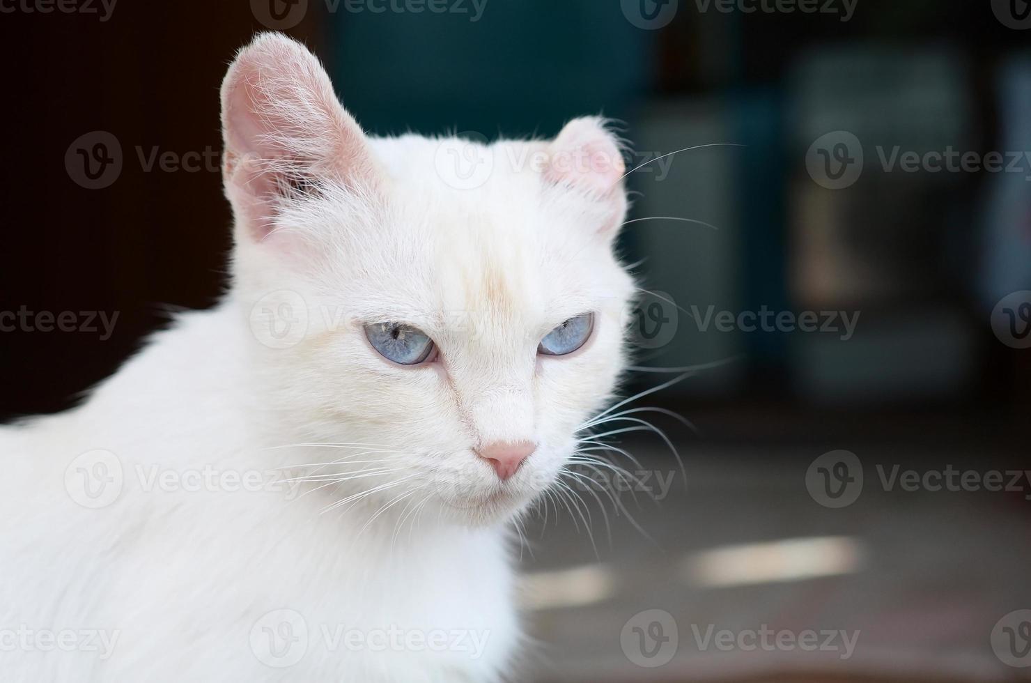 gato branco puro com olhos azuis turquesa e orelhas defeituosas rosa foto