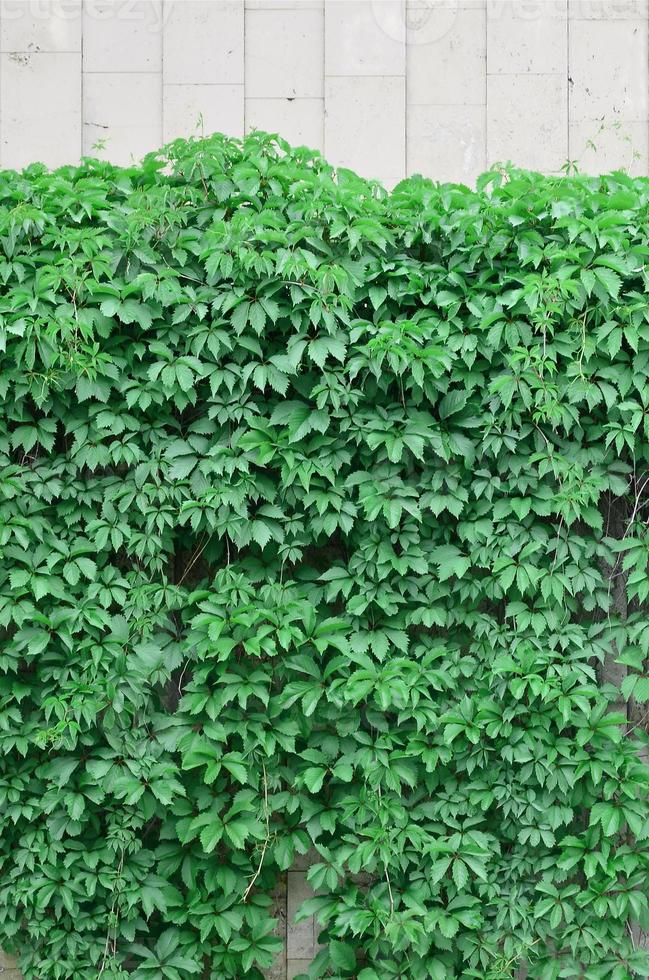 hera verde cresce ao longo da parede bege de azulejos pintados. textura de matagais densos de hera selvagem foto