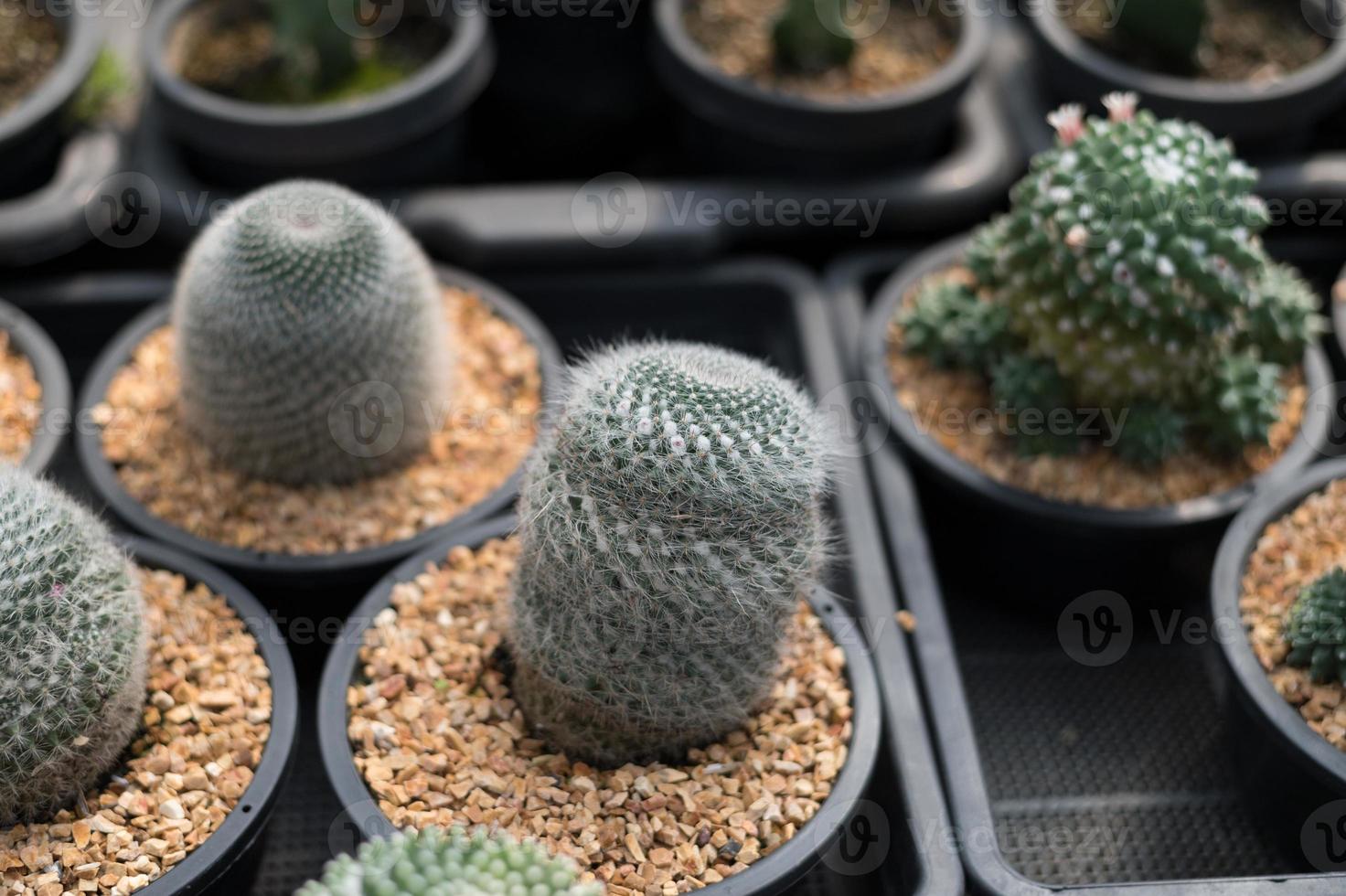 pote de cacto em miniatura decorar no jardim, vários tipos de belo mercado de cactos ou fazenda de cactos foto