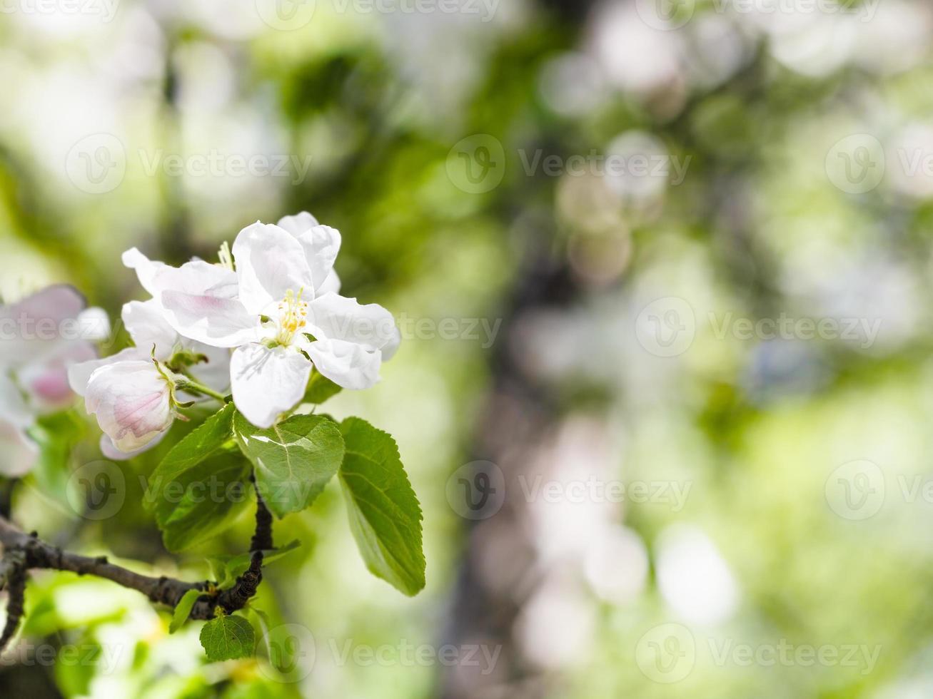 flores de macieira fecham na floresta verde foto