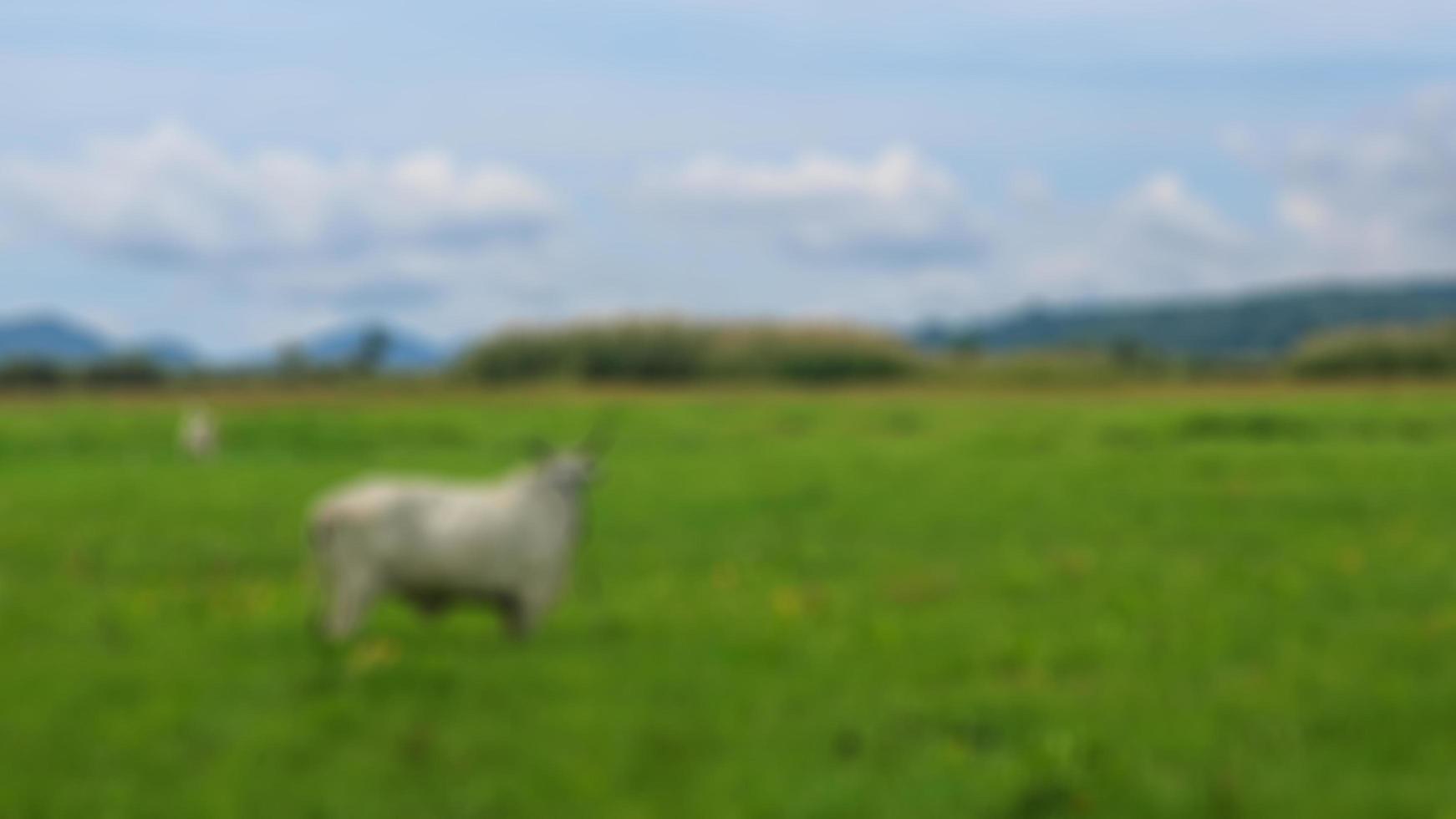 vacas no meio de campos de arroz foto