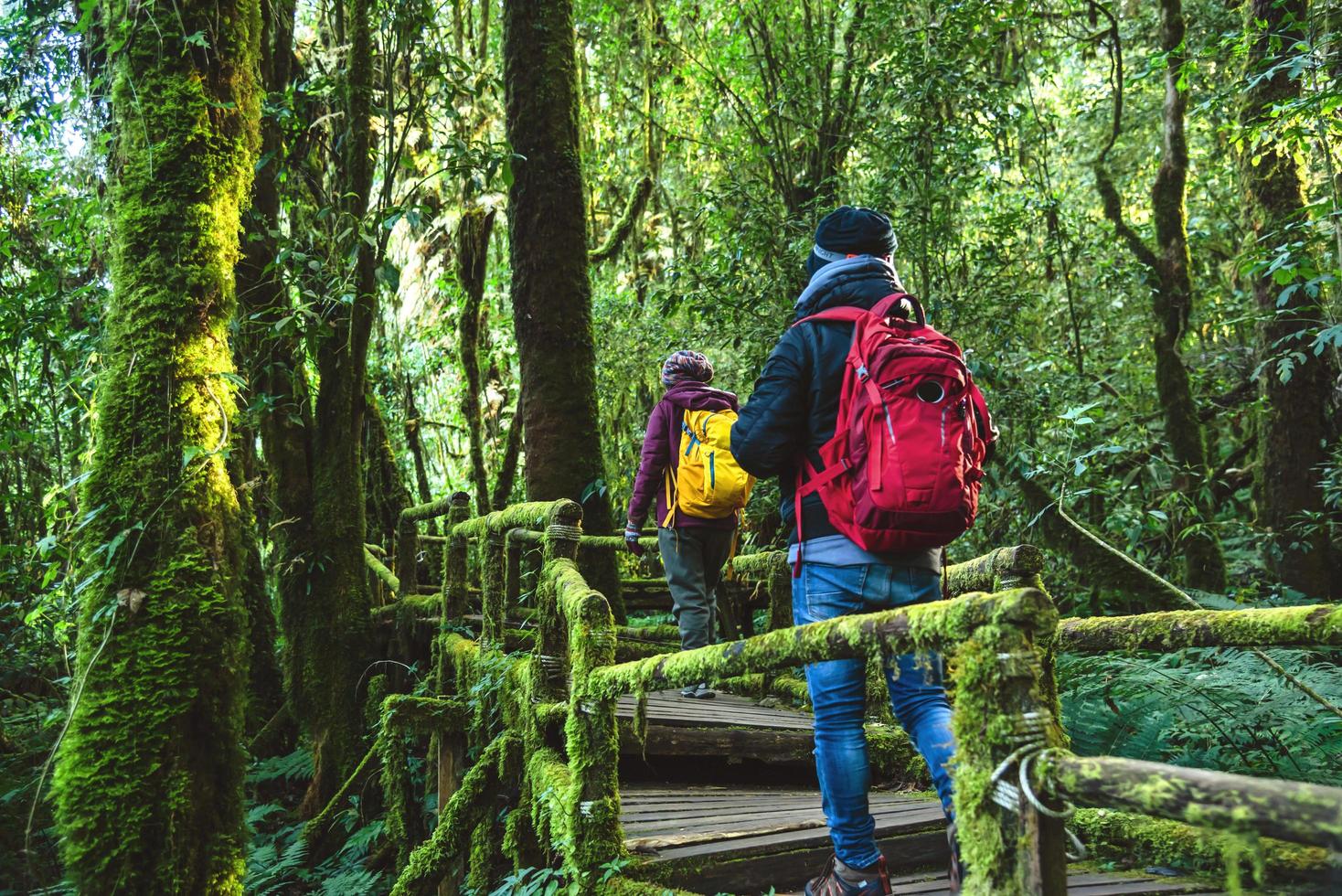 casais viajando, relaxe no inverno. viagem a pé para estudar a natureza na floresta tropical. no angka, chiangmai, na tailândia. foto