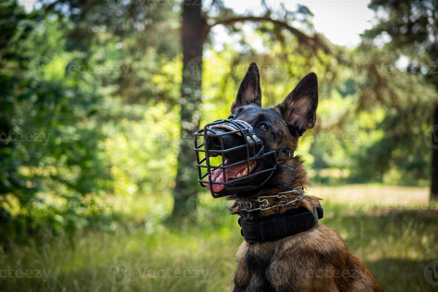 retrato de um cão pastor belga, em uma caminhada em um parque verde. foto