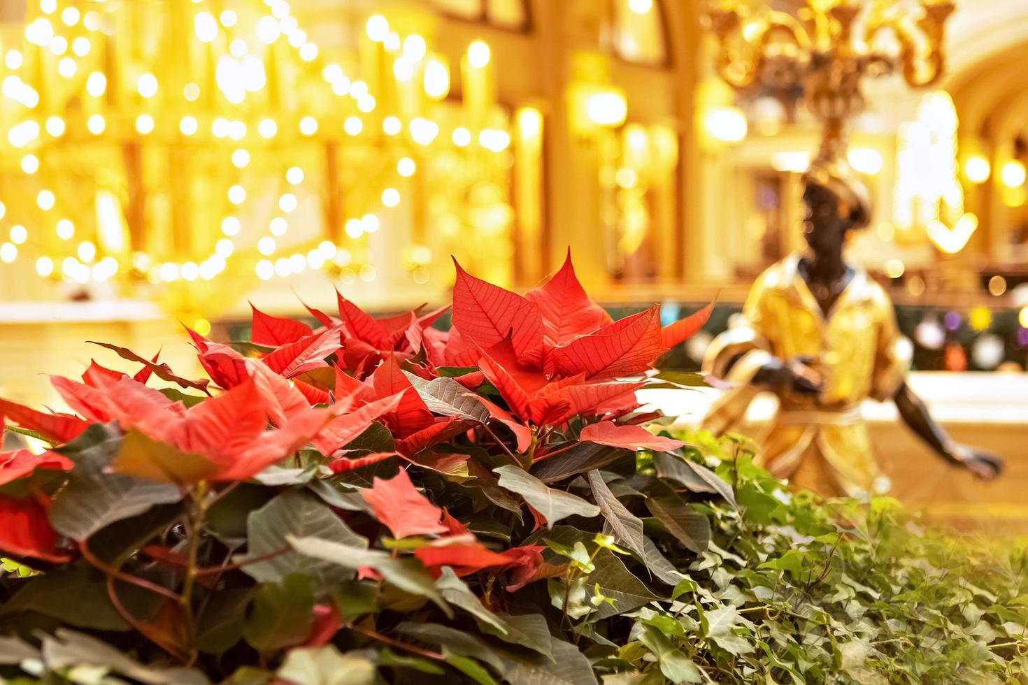 flor vermelha de natal em um fundo dourado. foto