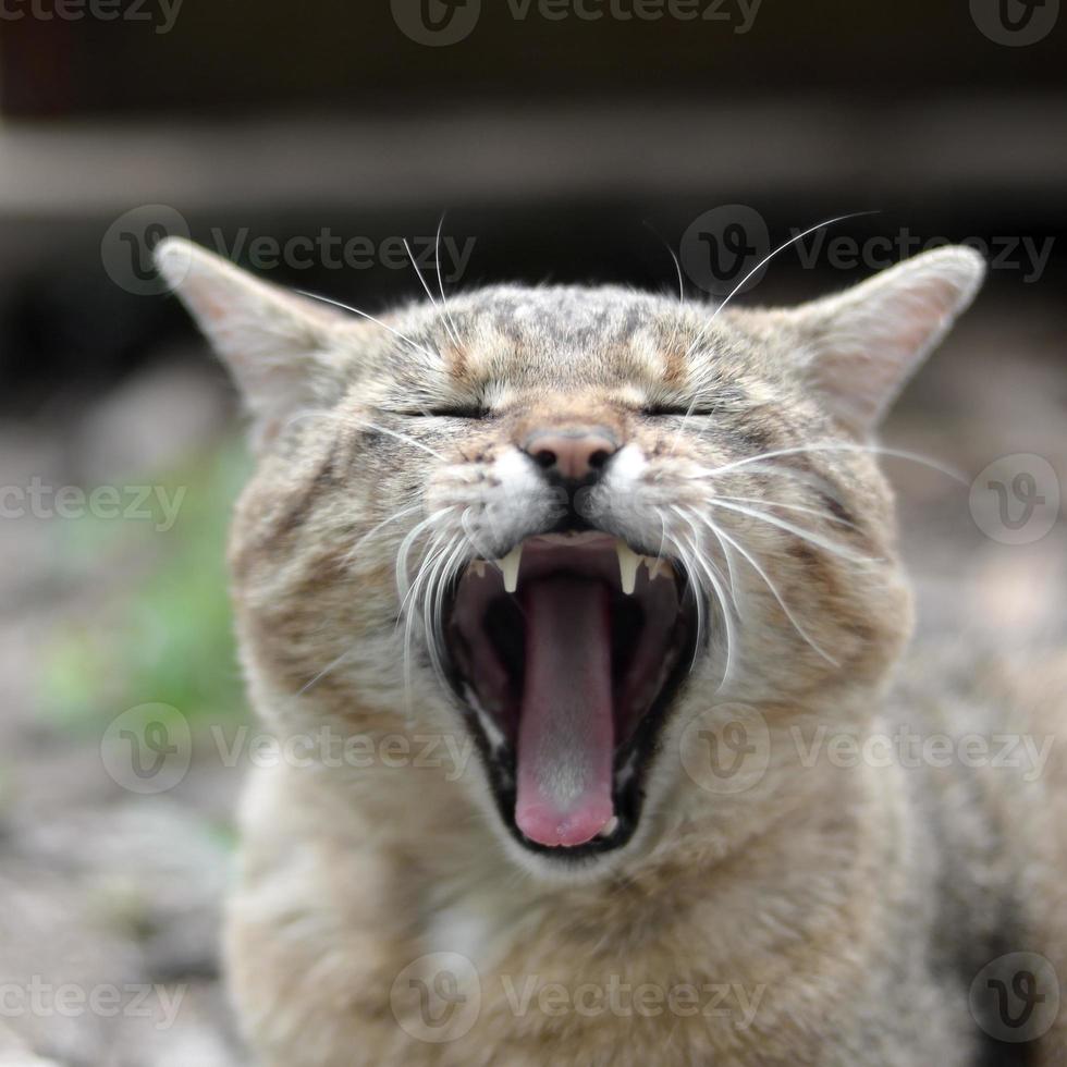 gato doméstico malhado marrom bocejando no quintal verde turva foto